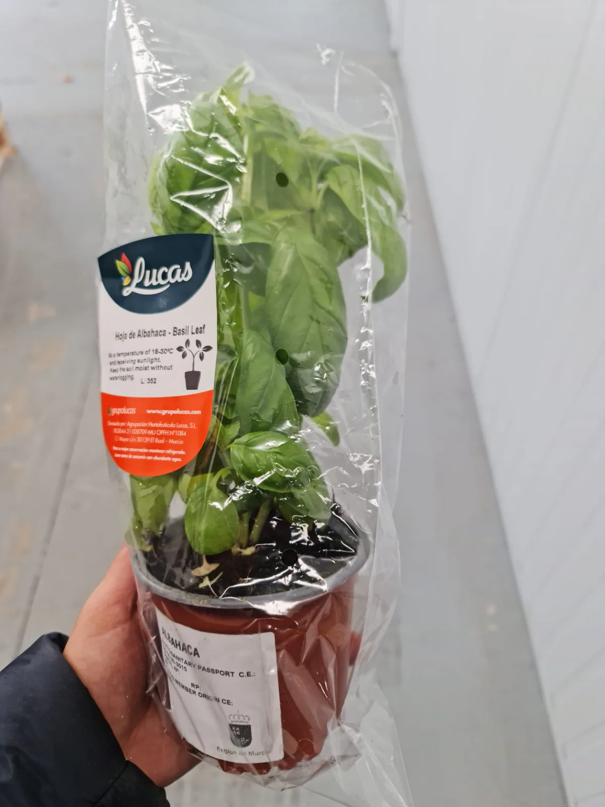 Planta de albahaca fresca en maceta y funda protectora